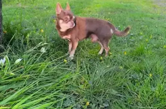 Chien trouvé La Regrippière, photo: Trouvé chien mâle, Rue des Fontaines, La Regrippière - très craintif