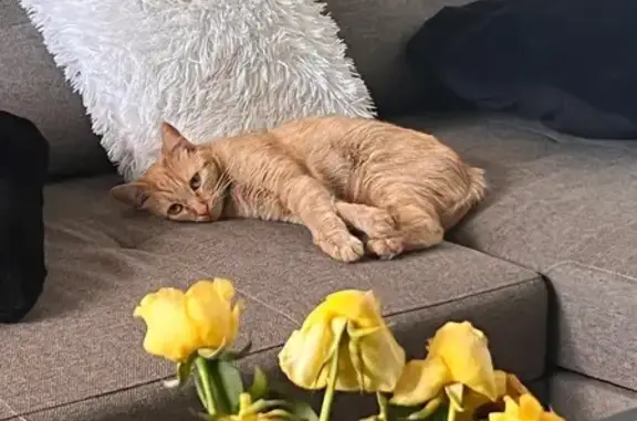 Animaux perdus Othis, photo: Perdu chat femelle, Rue Sainte Opportune, Othis - chat roux avec yeux vert clair