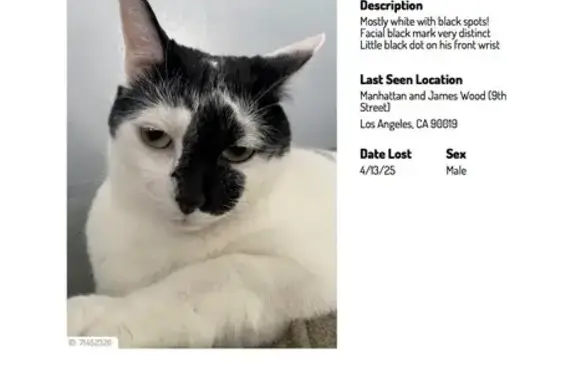 Lost male cat, South Manhattan Place, 902, Los Angeles - black marking on face - photo