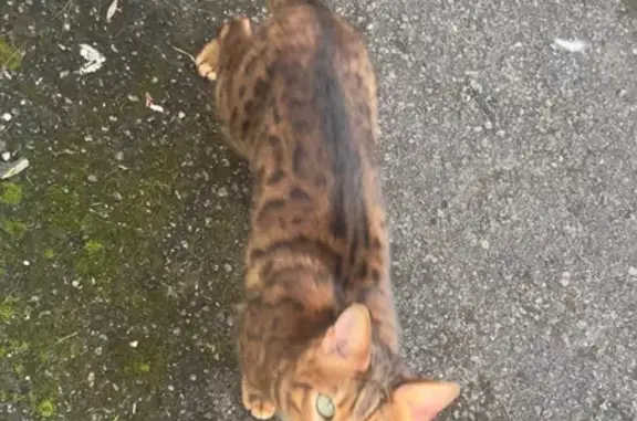 Animaux trouvés Bruay-la-Buissière, photo: Trouvé chat homme, Rue de Châtellerault, Bruay-la-Buissière - type bengal