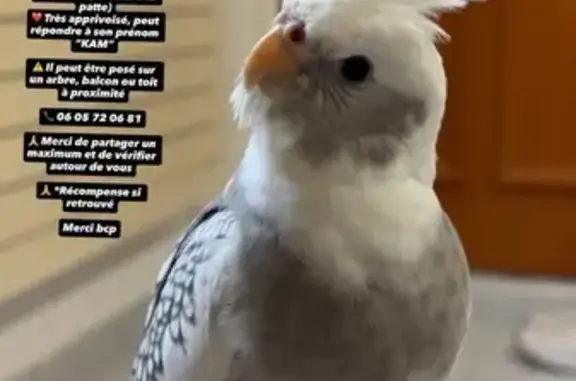 Perdu oiseau femelle, Rue Eugénie Cotton, Villepinte - calopsitte apprivoisée - photo
