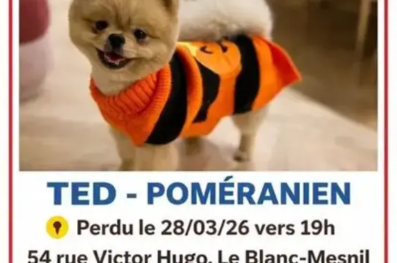 Chien perdu Le Blanc-Mesnil, photo : Perdu Chien, Rue Victor Hugo, Le Blanc-Mesnil