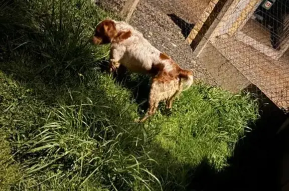 Animaux trouvés Angers, photo: Trouvé Chien mâle, Beaulon, Angers - marron et blanc