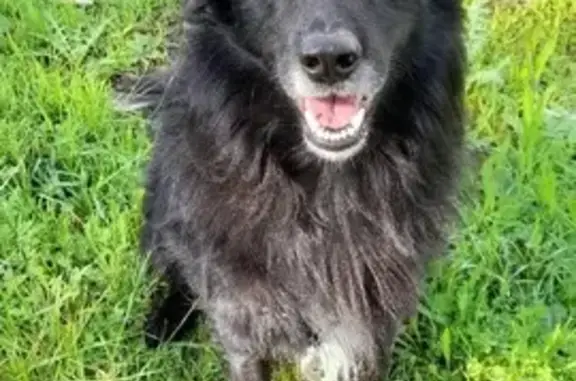 Perdido perro masculino, Castillo de Cirat, Palma - color negro, tranquilo - photo