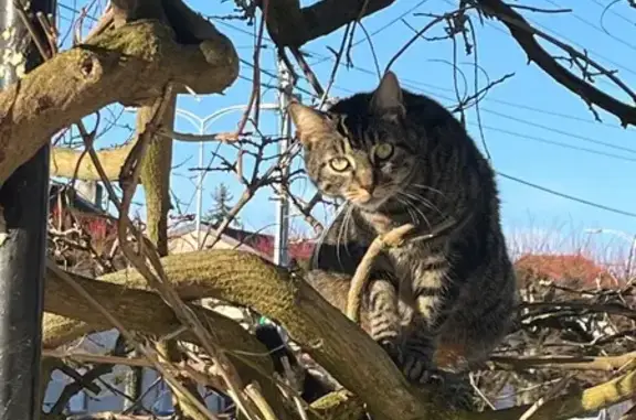 Perdu Chat homme, Allée des Pinsons, Lunéville - tigré avec collier bleu - photo