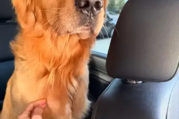 Lost and found pets Phoenix, photo: Found male dog, North Central Avenue, Phoenix - Golden Retriever