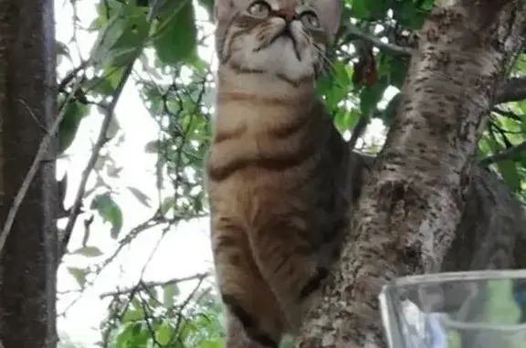 Perdu Chat mâle, Rue du Général Alaurent, La Frette-sur-Seine - castré, pucé, tatoué - photo