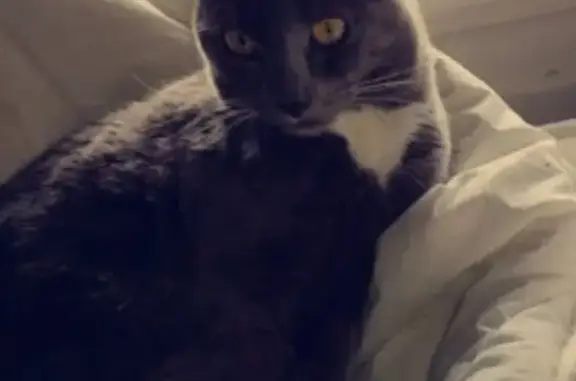 Chat perdu, Rue Jules Vallès, Pont-du-Château - Guizmo, mâle de 3 ans - photo