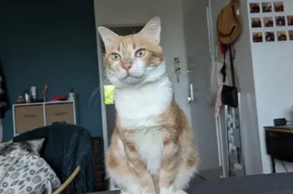 Animaux perdus Nantes, photo: Perdu chat mâle, Impasse du Chêne Plessis, Saint-Mars-du-Désert, Nantes - santé fragile