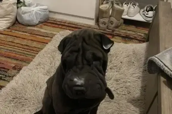 Missing dog Female, Newcastle (al495691) - photo