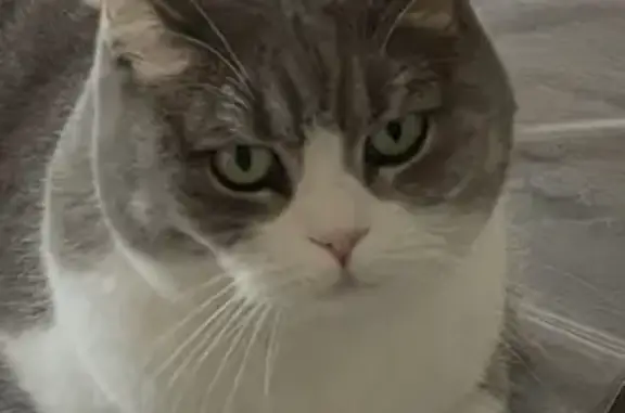 Chat perdu, Route de Villemontais, 22, Roanne - femelle scottish stérilisée - photo