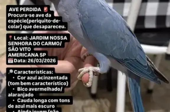 Pássaro perdido Macho (brl0025...