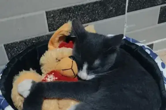 Gato desaparecido Macho (brl00...