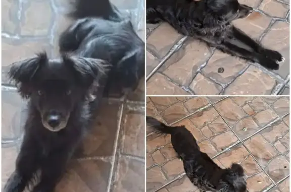 Cachorro perdido Fêmea (brl002547) - photo