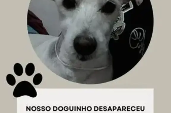 Cachorro perdido Macho (brl002548) - photo
