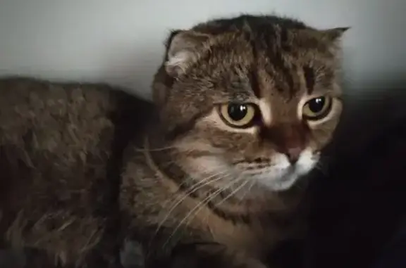 Зникла кішка, вулиця Віктора Косенка, Житомир - сіра віслоуха дівчинка - photo