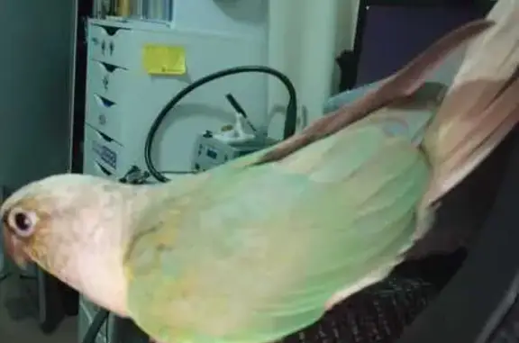 Lost female bird, Sunset Drive, 70, Wonga Park - Pineapple Green Cheek Conure - photo