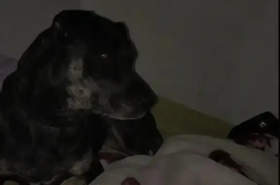 Perdido perro hembra, Avenida de Burgos, Valladolid - photo