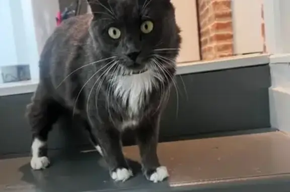 Animaux perdus Laval, photo: Chat perdu, Rue du Pont de Mayenne, Laval - gris à poil long
