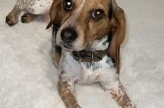 Missing dog Overland Park, photo: Lost female dog, Overland Park, Kansas - $1000 cash reward