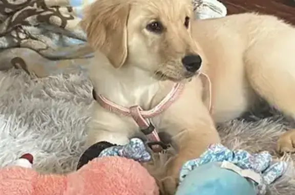 Lost female dog, Ewing Chapel Road, Dacula - tan and cream, 3 months old - photo