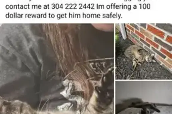 Lost male cat, Hickory Street, 953, Oak Hill, Beckley - gray bobtail - photo