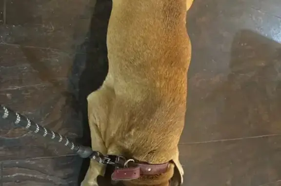 Found dog Arlington, photo: Found male dog, Stagecoach Road, 5201, Little Rock - brown with mauve collar