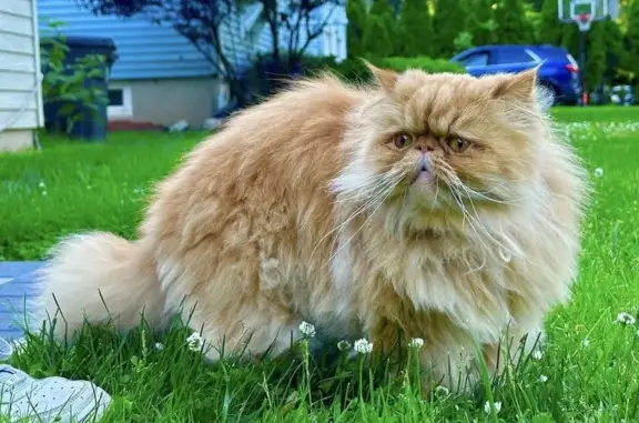 Lost male cat, Carpenter Place, 30, Cranford, Arlington - orange Persian - photo
