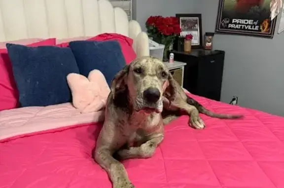 Missing dog Birmingham, photo: Lost female dog, Kenalay Court, 106, Prattville - Merle Great Dane