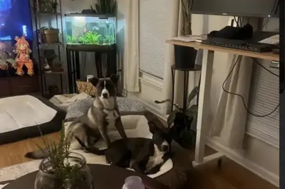 Lost male dog, Rime Village Drive Northwest, Huntsville - black with white paw - photo