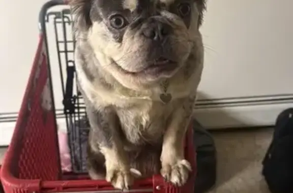 Lost dog, Grand River Avenue, Detroit - female with gray and white fluffy hair - photo