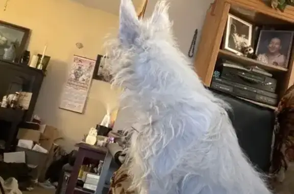 Lost female dog, East Myra Drive, Tucson - terrier mix with long straight hair - photo