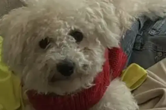 Lost male dog, Fort Worth, Texas - all white with black collar - photo