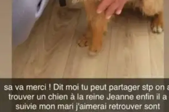 Animaux trouvés Avignon, photo: Chien trouvé, Allée Pedro de Luna, Avignon