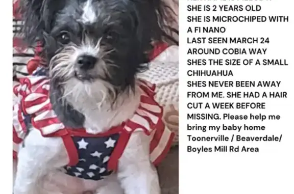 Lost female dog, Cobia Way, Dalton - black and white chihuahua - photo