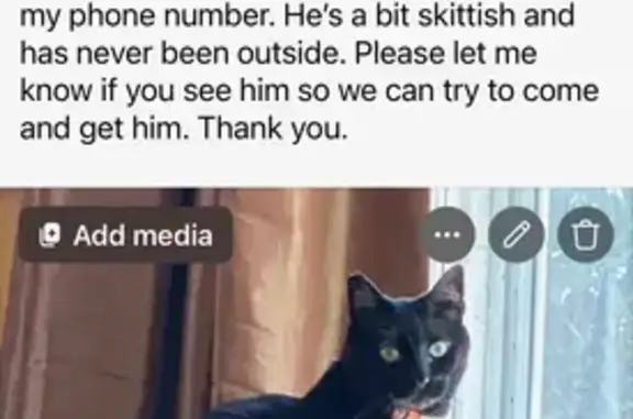 Lost male cat, Upper Mountain Avenue, Montclair - jet black with white spot - photo