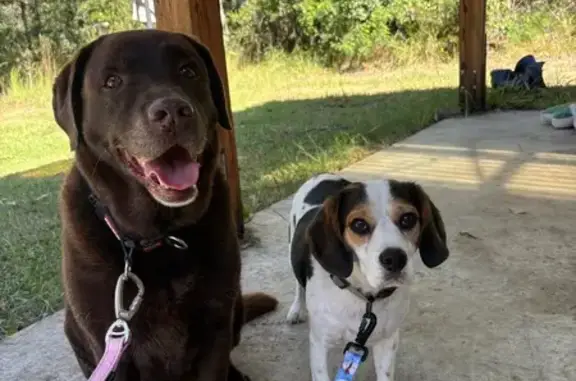 Found female dog, Sussex Inlet...