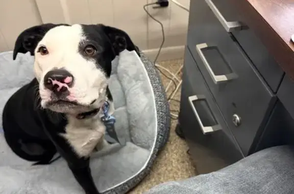 Lost Female Dog, 20th Street North, Arlington - Black and White Fur - photo