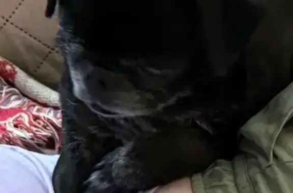 Lost male dog, Lakeshore Drive, North Little Rock - black senior pug - photo