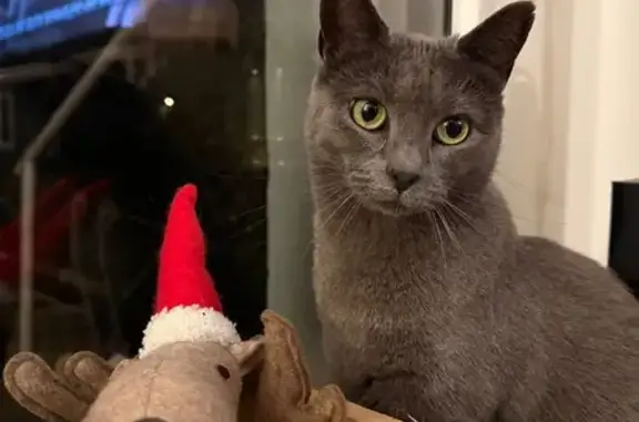 Animaux perdus Guignes, photo: Perdu chat femelle, Nemours, Île-de-France - cicatrice sous l’œil droit