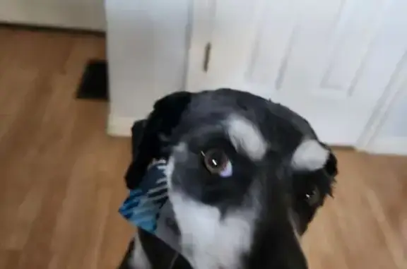 Lost male dog, South 1220 West Street, Provo - light blue harness - photo