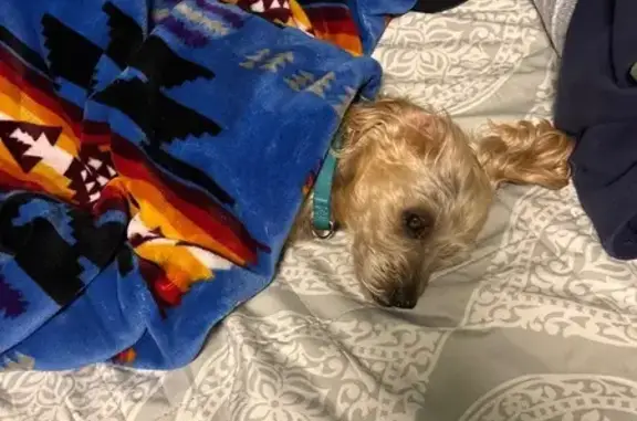 Lost male dog, Allo Avenue, Marrero - Yorkie poo with short silver hair - photo