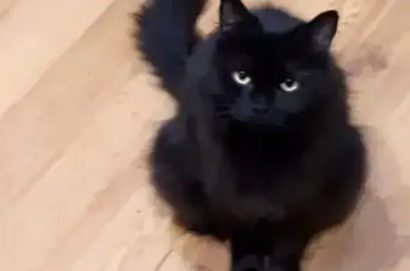 Lost pets Adelaide, photo: Lost female cat, Clifton Street, Prospect, Adelaide - black with yellow eyes