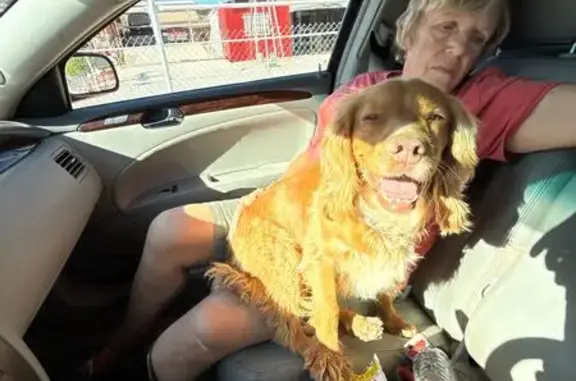 Found dog St. George, photo: Found female dog, South Little Valley Road, St. George - golden small Cocker