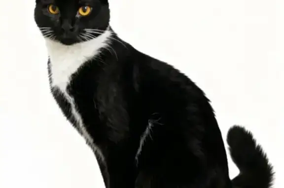 Lost and found pets USA, photo: Missing cat Male, Woodlawn (usl533673)