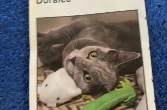 Lost female cat, Trinidad Street, 2626, Sarasota - missing piece of ear - photo