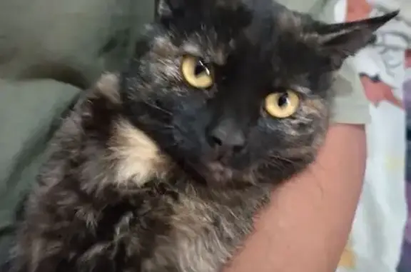 Animales perdidos Mexico City, foto: Gato perdido Hembra, Mexico City (mxl489226)