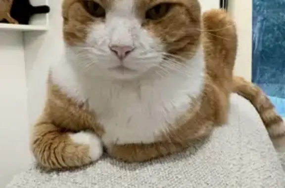 Missing cat Oxford Park, photo: Lost male cat, Bunya Road, 119, Oxford Park - ginger tabi with white face and feet