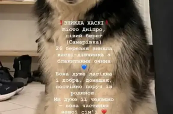 Зник собака, жіночий, Святкова вулиця, Дніпро - photo