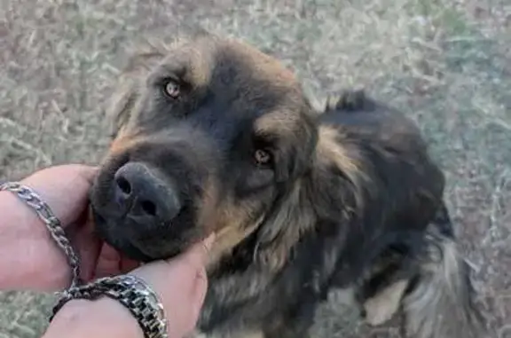 Búsqueda de mascotas, foto: Encontrado perro masculino, Chicoloapan de Juárez, Chicoloapan - collar café roto